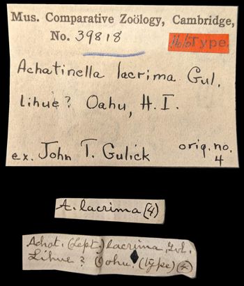 Media type: image;   Malacology 39818 Aspect: labels